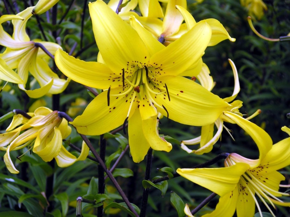 Lily. Beningbrough Hall, North Yorkshire.