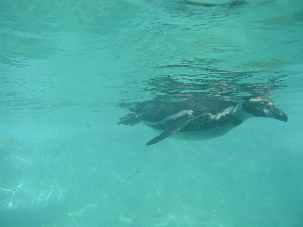 Chester Zoo - Penguin Pool