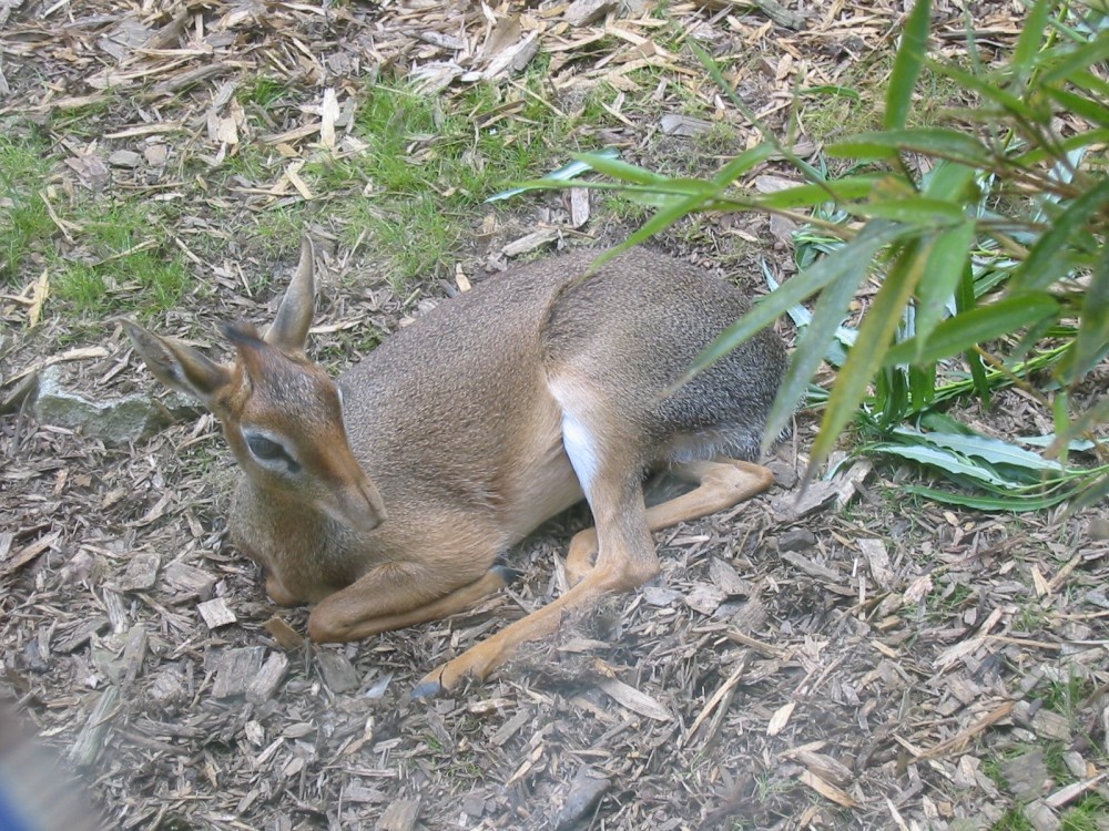 Dikdik