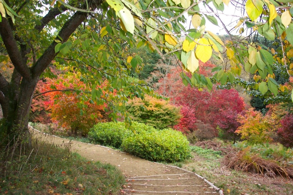 Winkworth Arboretum, near Godalming, Surrey