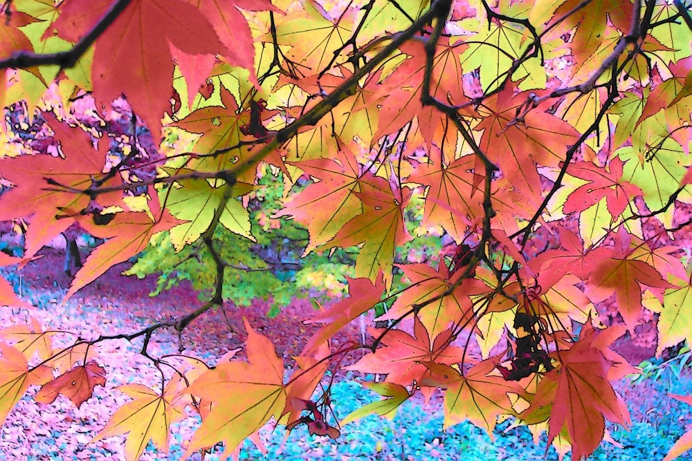 Winkworth Arboretum, near Gadalming, Surrey