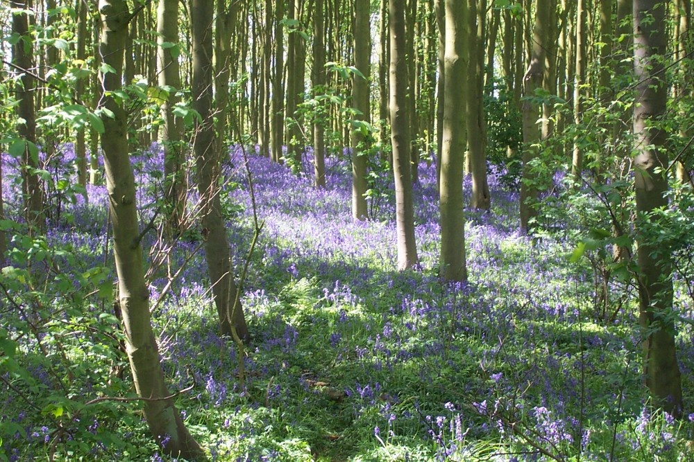 Bluebells in May near Irby Dales, Lincolnshire