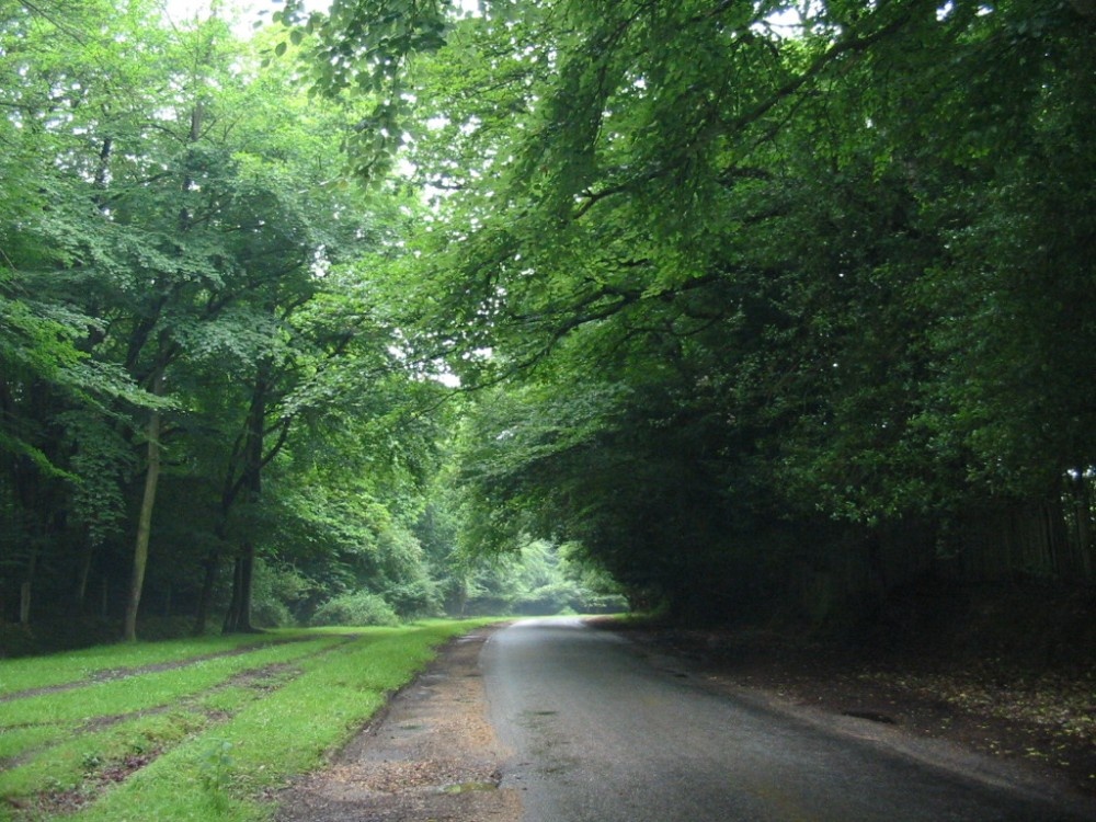 The New Forest near Minstead