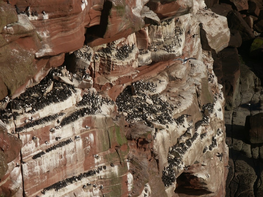 Photograph of Nesting Birds on St Bees Head, Cumbria