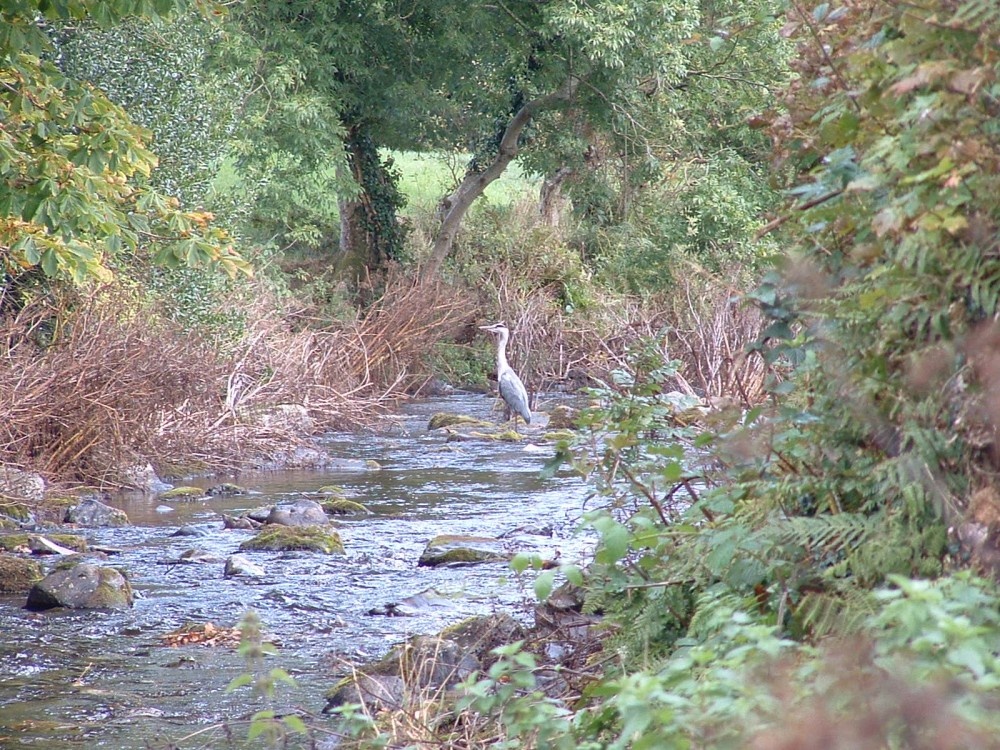 Grey Heron. Taken from ford by Lorna Doon Farm, Exmoor photo by Tom Atkins