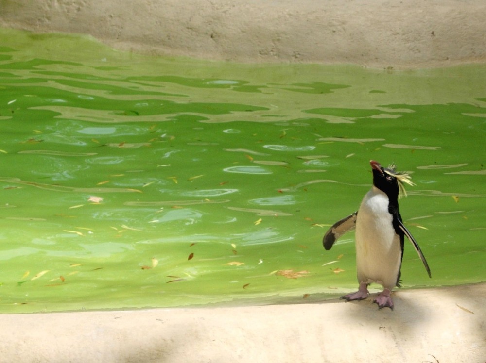 Penguin, London Zoo