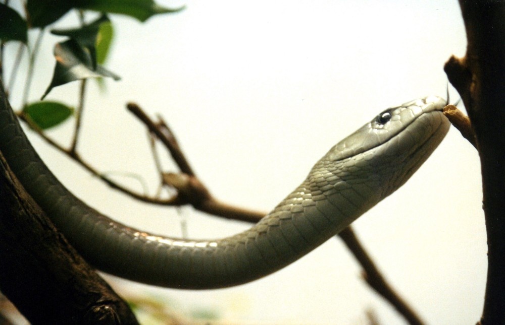 Snake, London Zoo