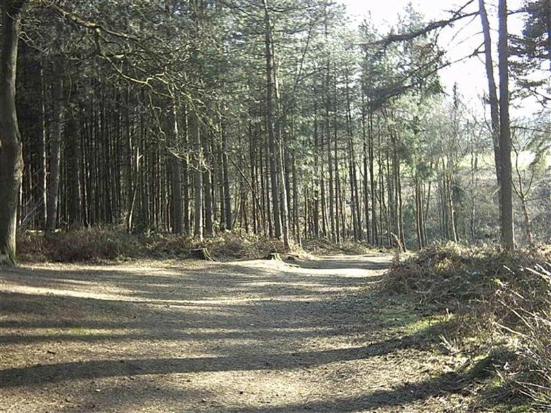 Delamere Forest, Nr Tarporley, Cheshire