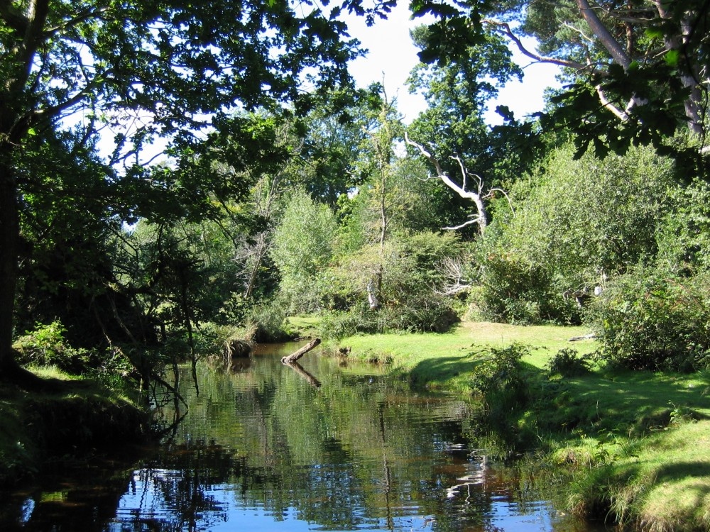 Stream by puttles bridge the New Forest, Hampshire