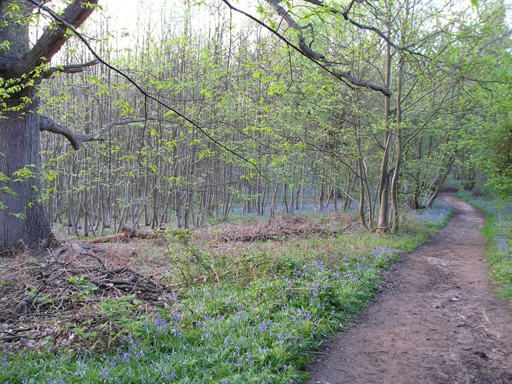 Binton Wood, Surrey