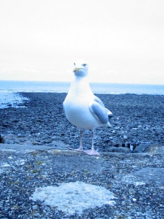 Seagull in Devon