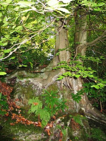 Wakehurst Place, West Sussex