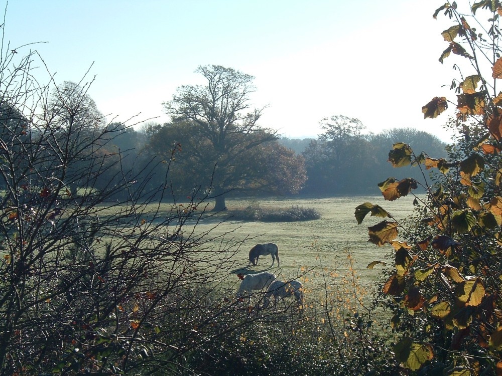 Frosty morning on the outskirts of Calmore, near Southampton, Hampshire