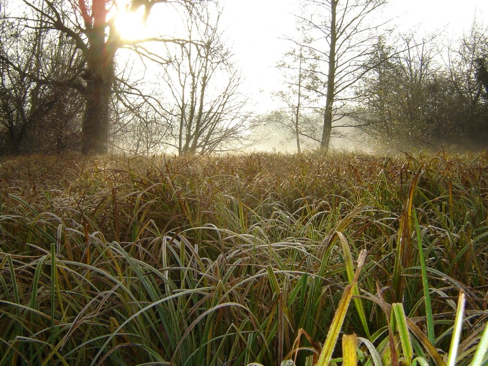 Morden Hall Park (10 Dec 2005)