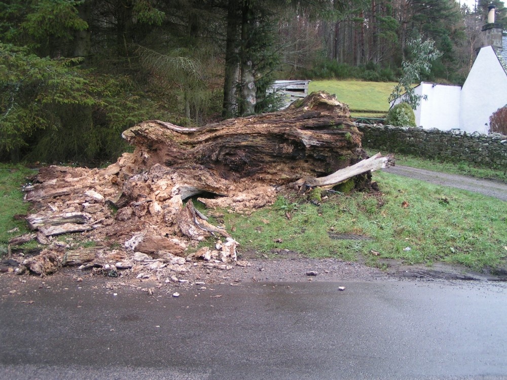 Photograph of A Picture of the  Culcharry Oak after being pulled down 31 January 2005 due to rot.