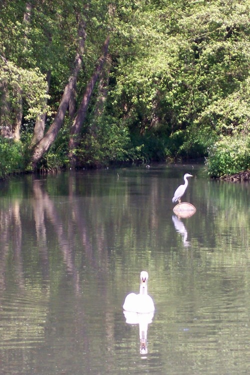 The Old Mill on Spring Lane pond, Oxted, Surrey