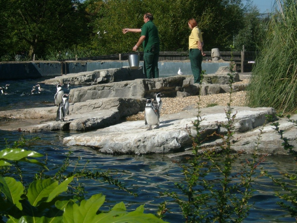 PENGUINS AT FEED TIME 
PICTURE TAKEN AT CHESTER ZOO, CHESHIRE photo by Susan Hallmark