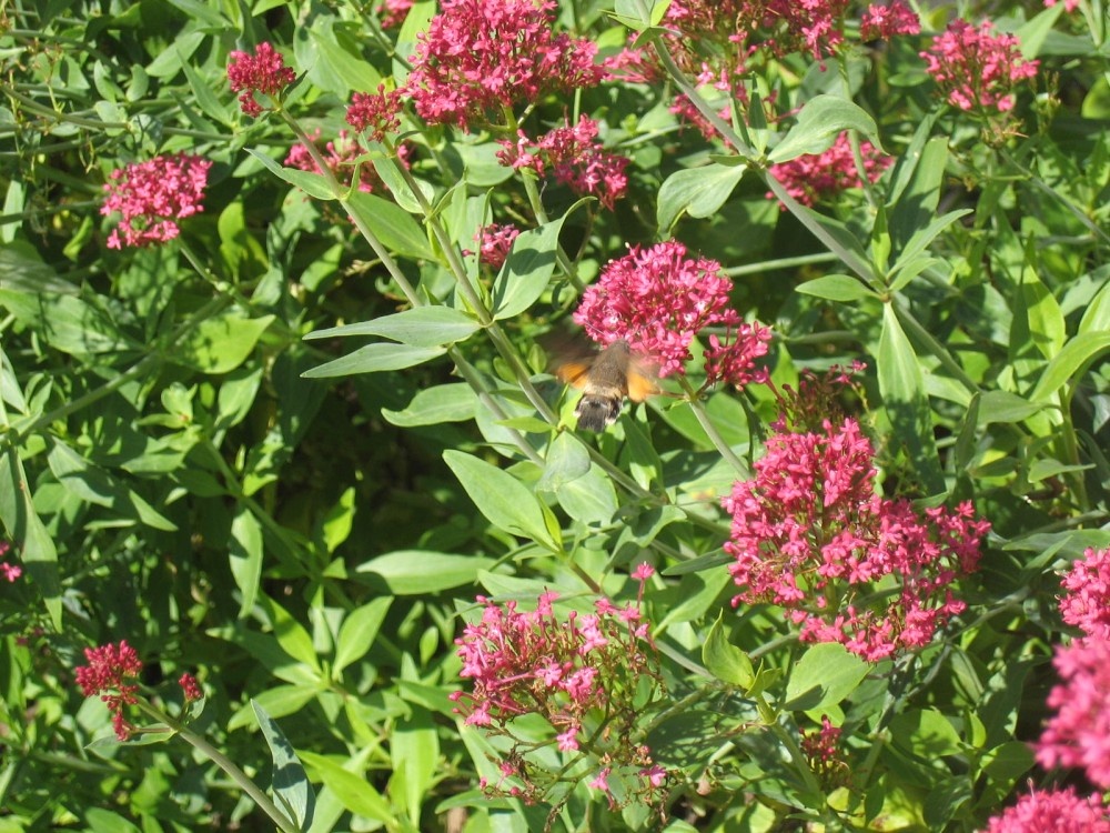 Hummingbird Hawkmoth taken 28th August 2005 in Yelden Bedfordshire