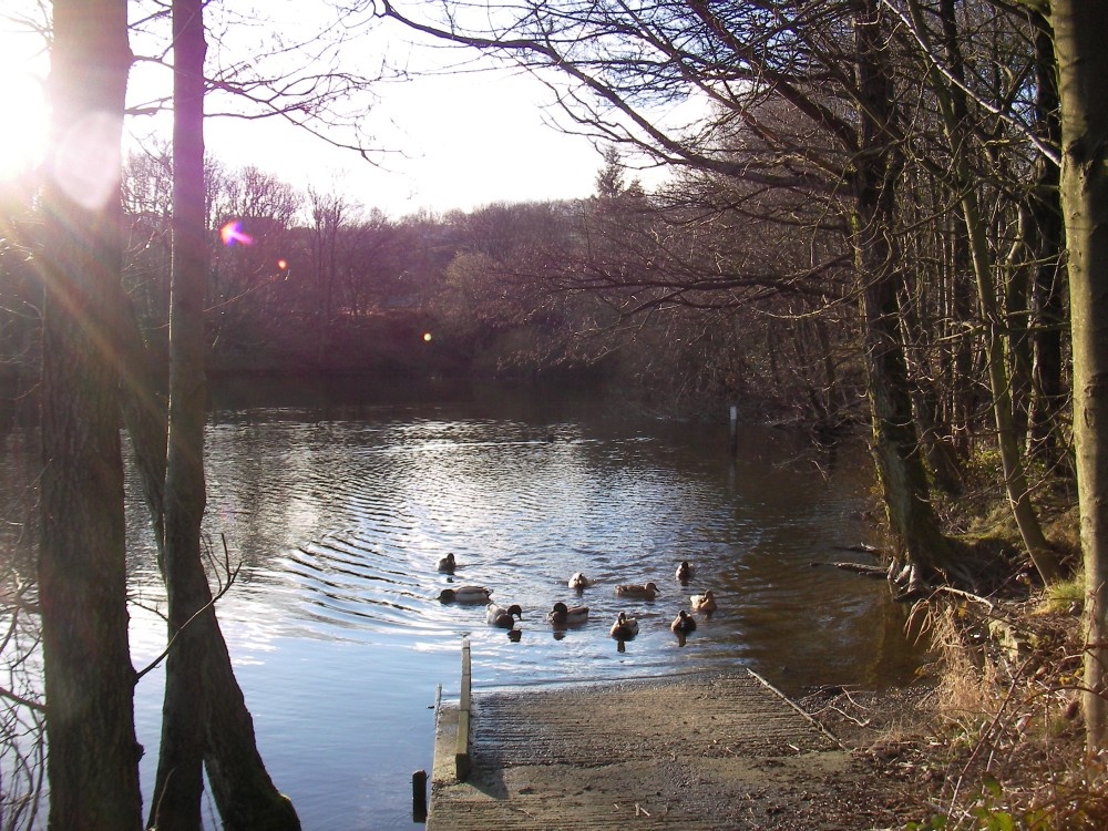 Ducks on Turton reservoir, Lancashire. February 2006