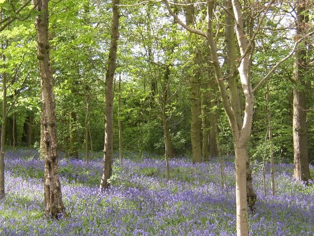 Photograph of Bluebell woods at Hanbury Hall in Droitwich, Worcestershire