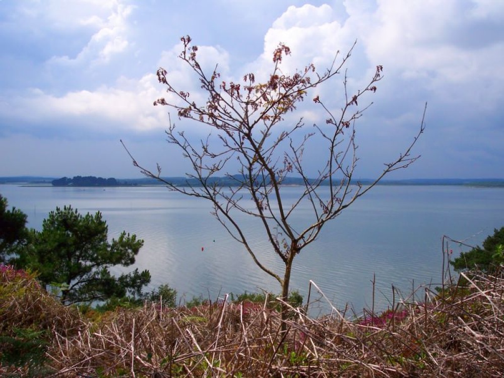 Looking towards the Isle Of Purbeck from Brownsea Island, Dorset