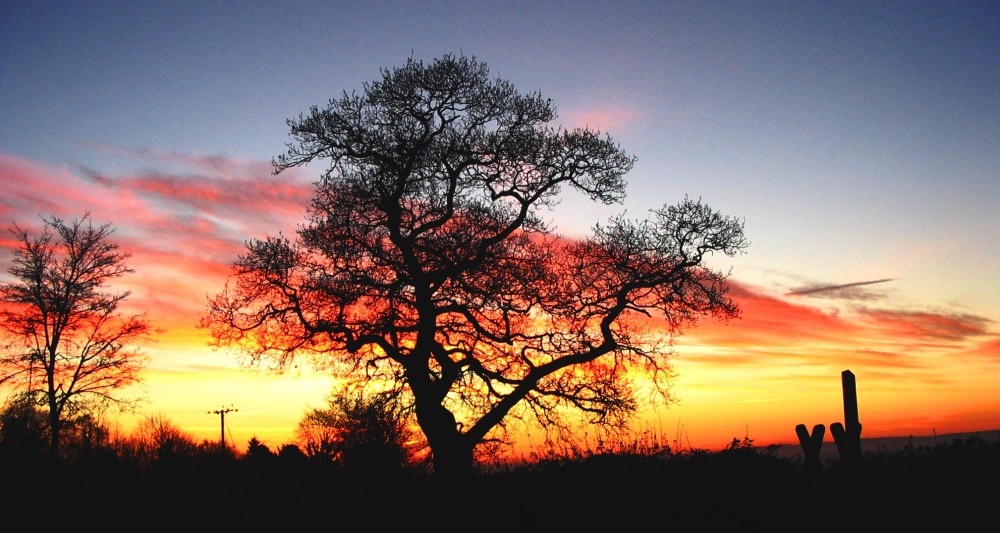 Sunrise at Holton, near Wincanton in Somerset.