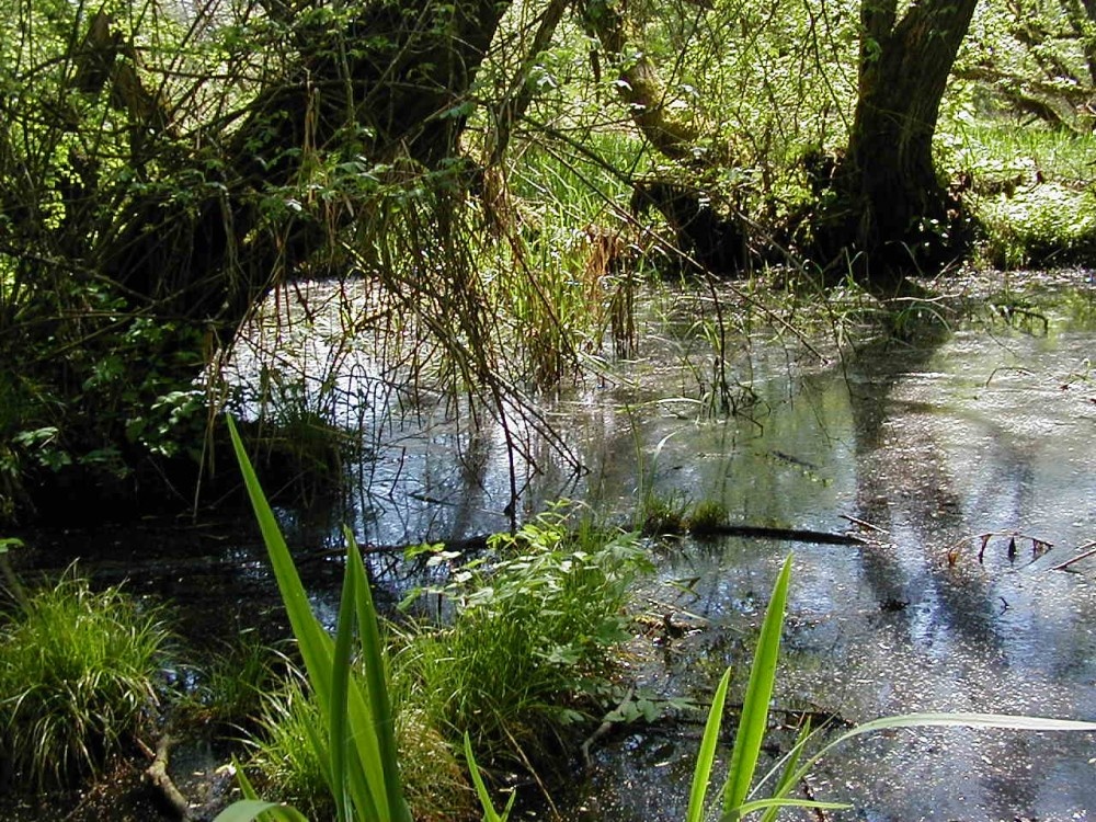 swamp in kingsbury water park, kingsbury, warwickshire.