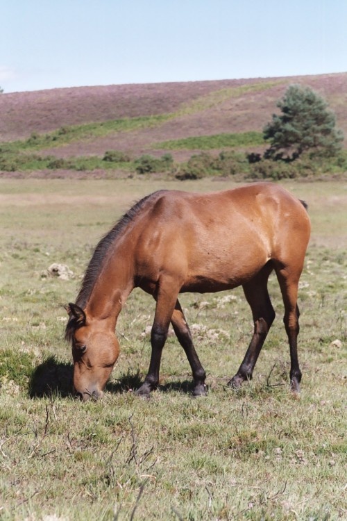 Wild Pony, New Forest, Hampshire