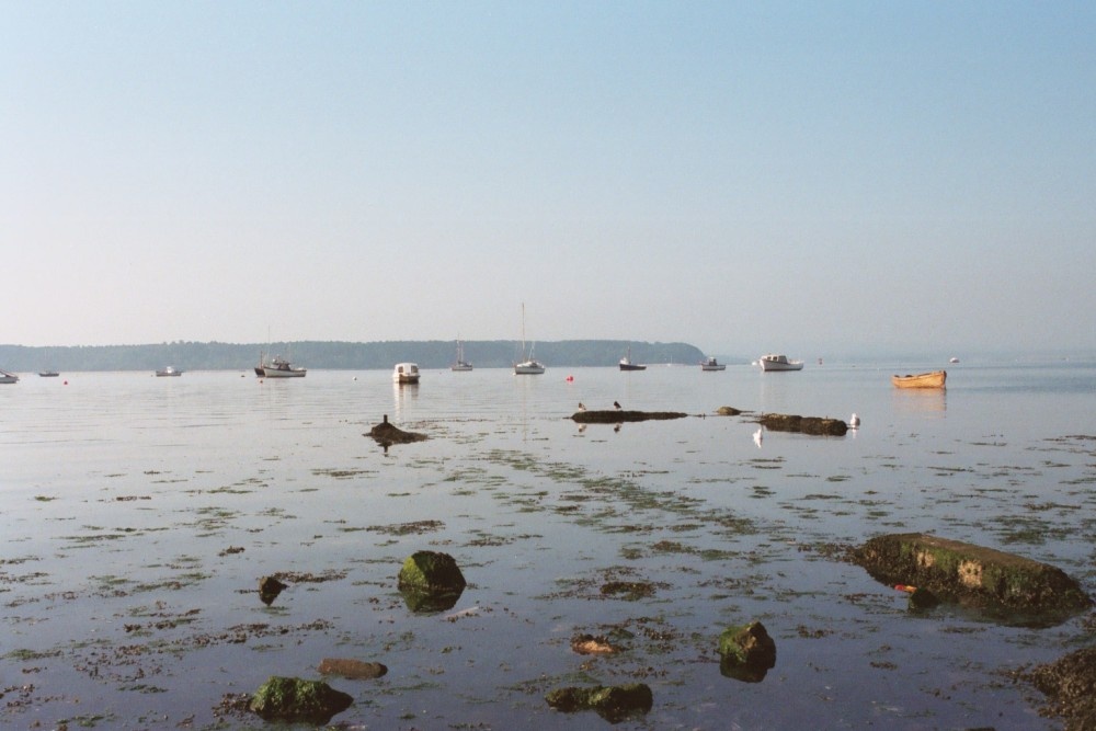 Poole Harbour, Low tide