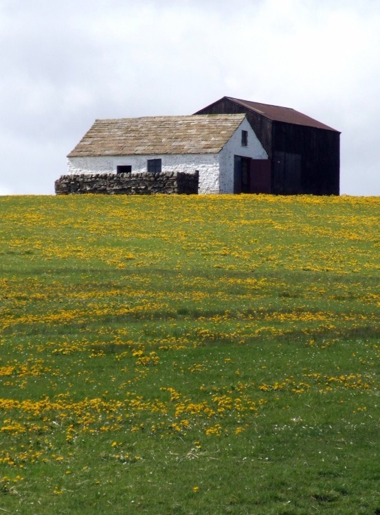 Field of Marigolds, Upper Teesdale, County Durham