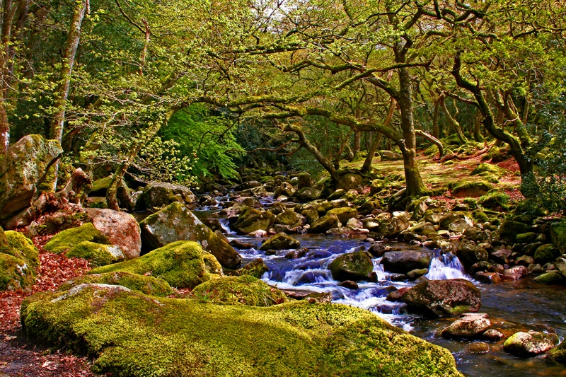 Dartmoor woodland in Devon