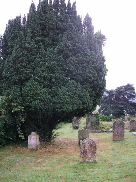 Behind the church, Petworth