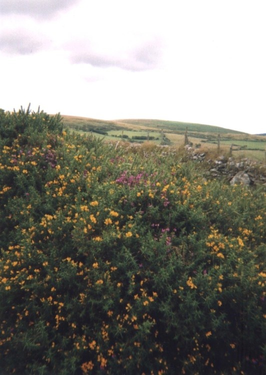 Gorse Bush, Dartmoor National Park