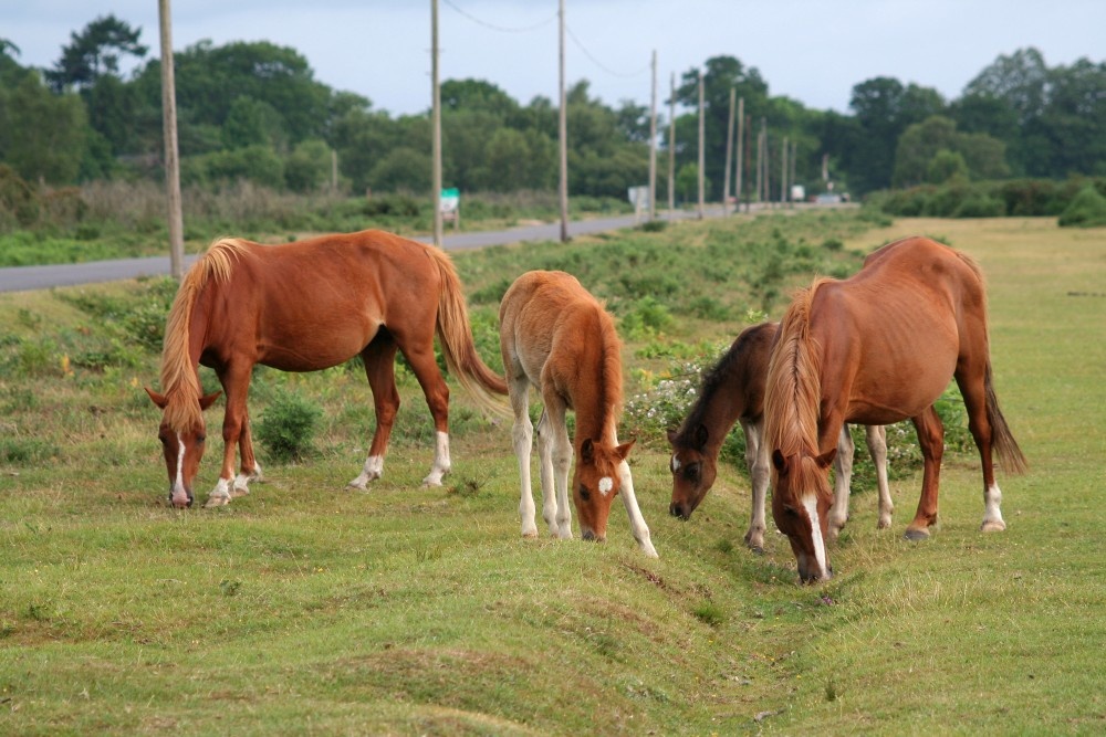 New Forest Ponies, New Forest, Hampshire