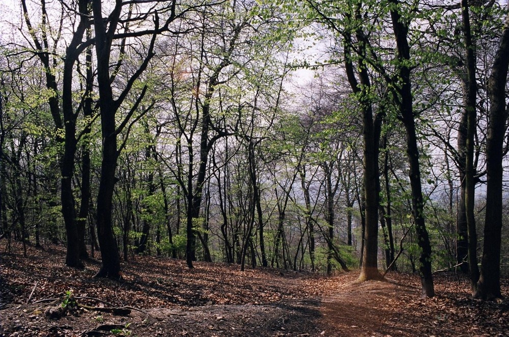 Early Spring at Wendover Woods, Nr Aylesbury, Bucks