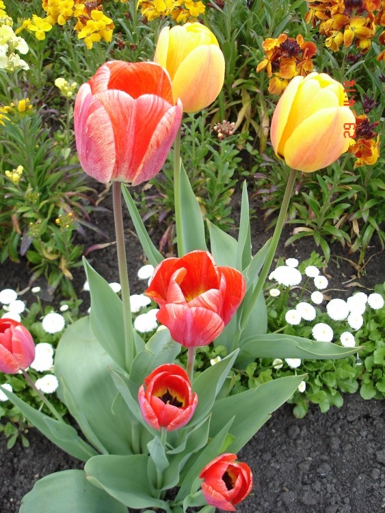 Beautiful Tulips. Felixstowe, Suffolk