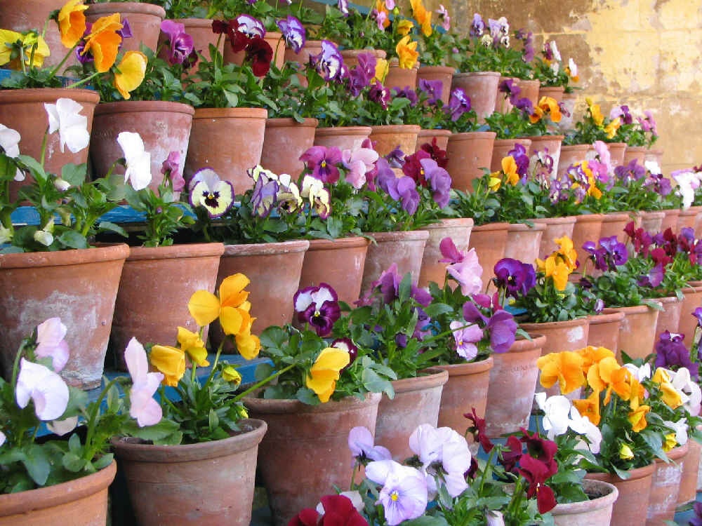 Calke Abbey, Derbyshire.
The Auricula Theatre, one of the oldest original examples in the country