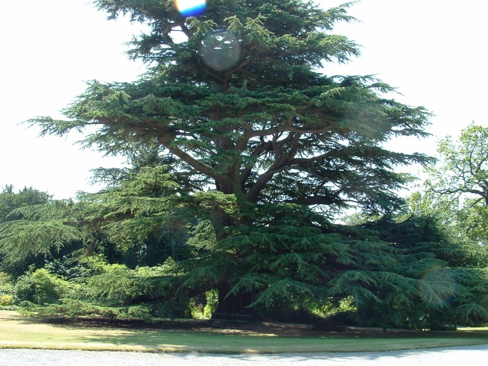 Magnificent old tree in the grouds of Constable Burton Hall gardens, Yorkshire Dales. July 2006