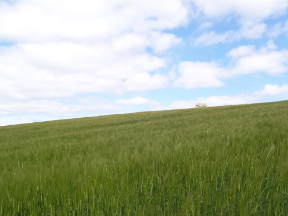 Photograph of Landscape on Footpath, Kirkby Overblow, Harrogate