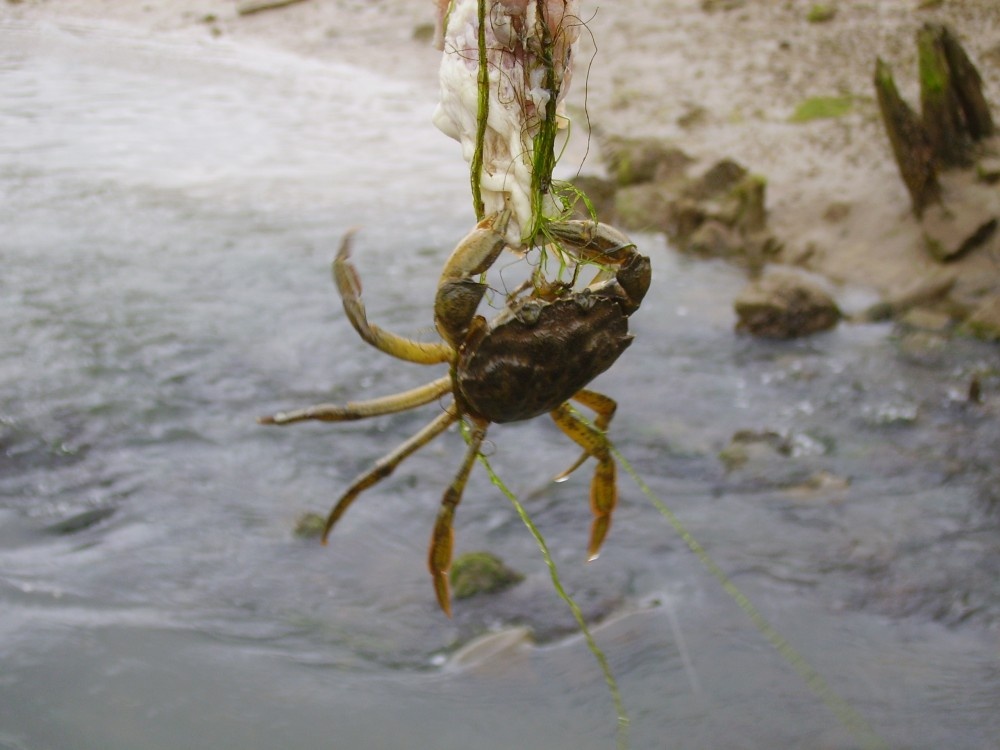 Crabbing at Walberswick, Suffolk