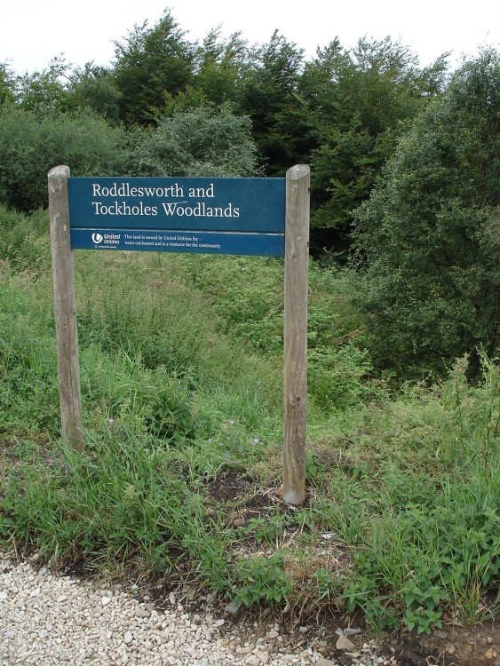 A picture of the woods, Tockholes, Lancashire.