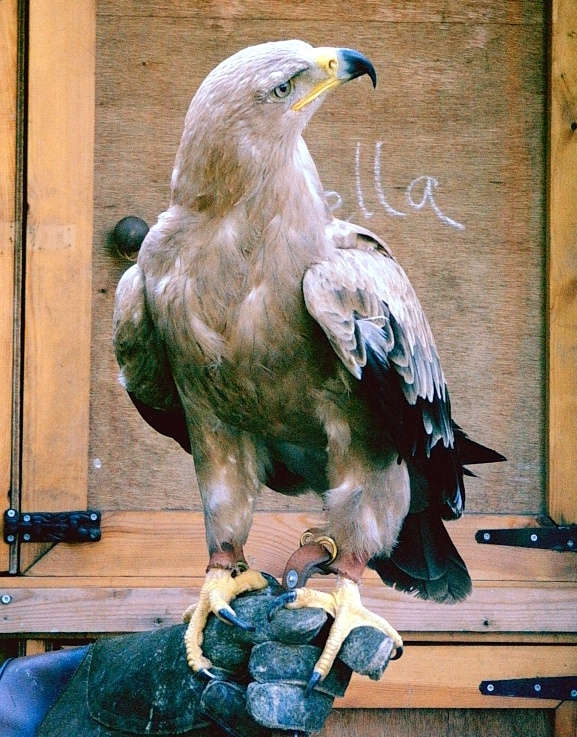 Golden Eagle during bird of prey show, Arundel Castle 30th of July 2006.