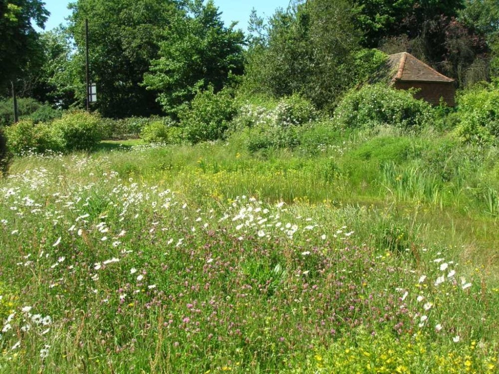 Photograph of Mayford Pond wildlife area Mayford, Surrey