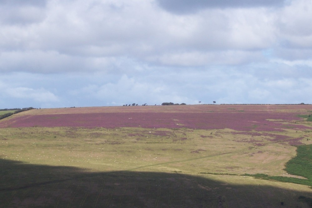 Exmoor in bloom