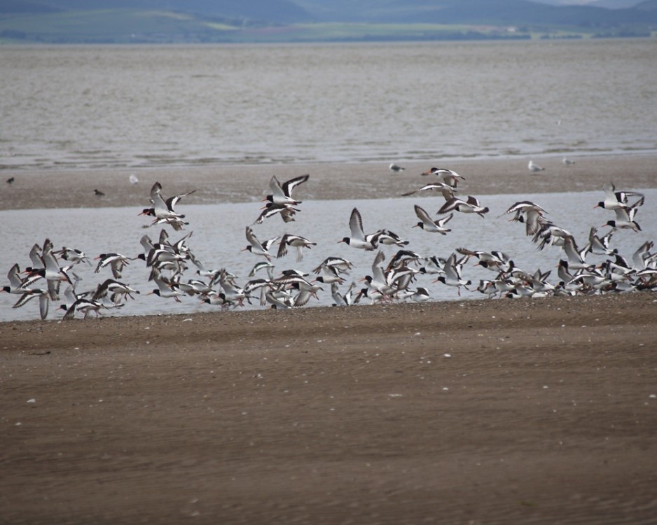 Oyster Catchers, Silloth Shoreline. Silloth, Cumbria