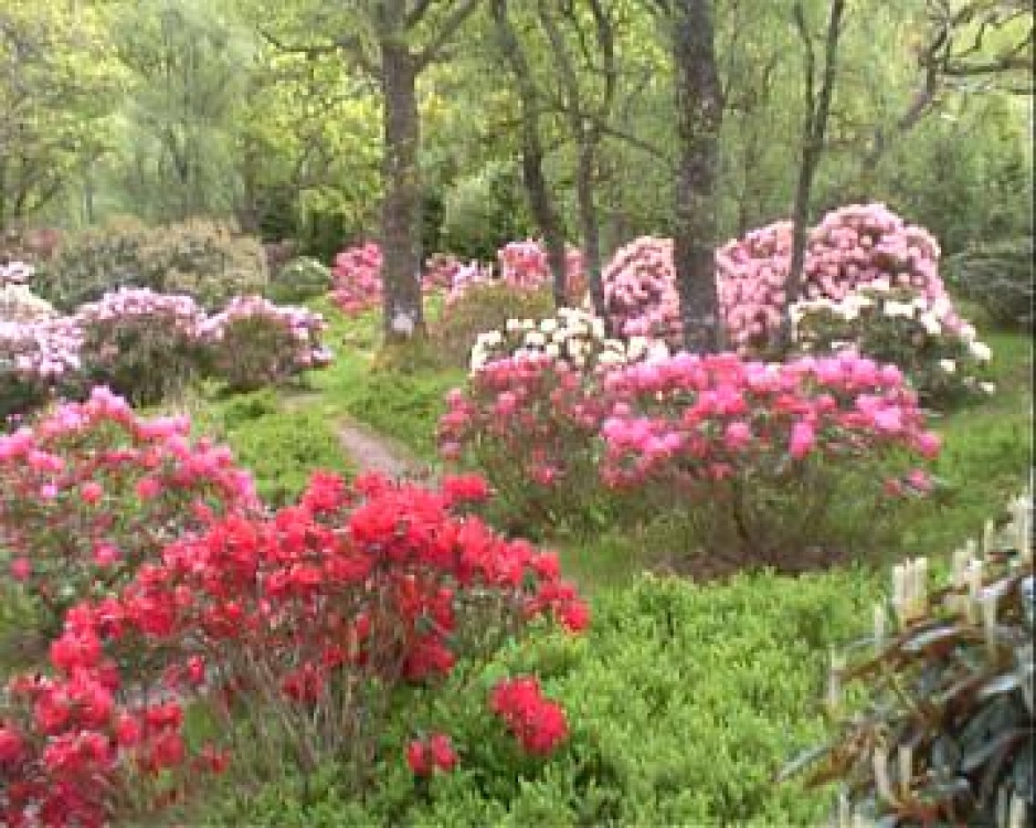 Rhododendrons under Oaks - Angus's Garden, Barguillean photo by Sean Honeyman