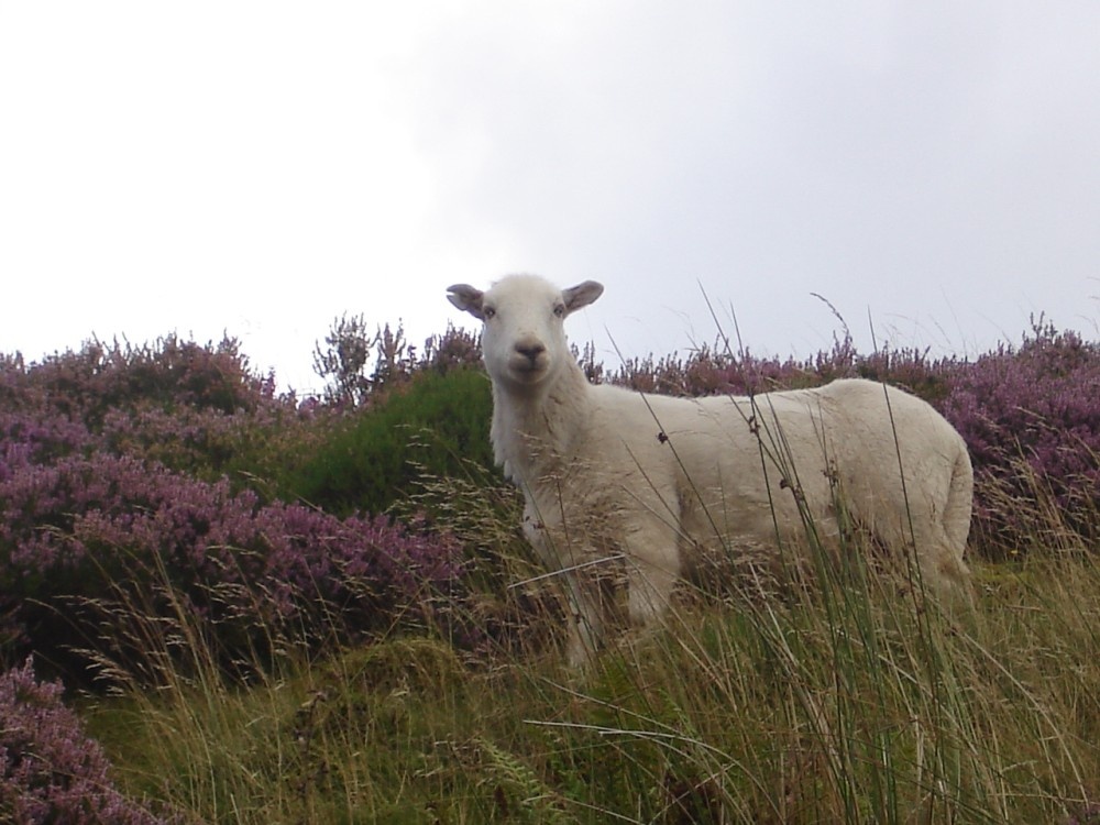 Llanberis, North Wales.