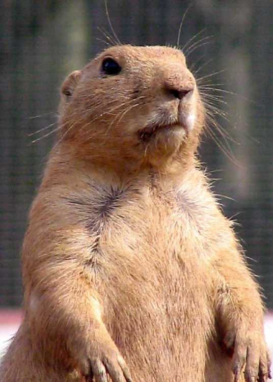 Twycross Zoo, Leicestershire. Prairie Dog