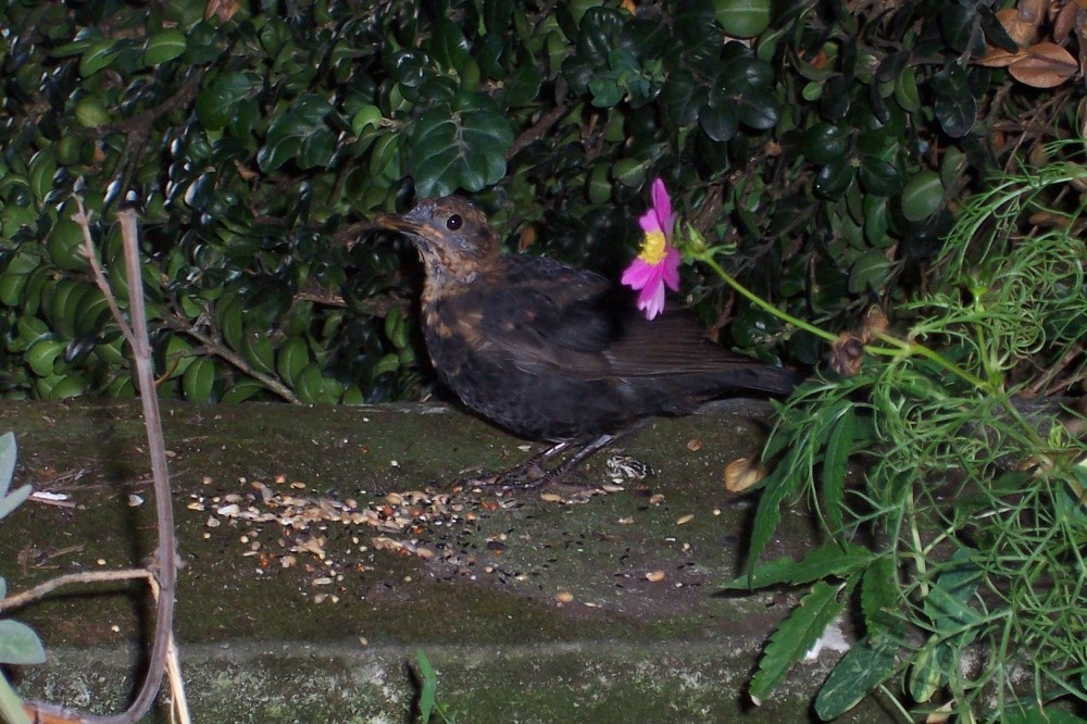 A Young Blackbird - Royal Hospital Allotments, Chelsea