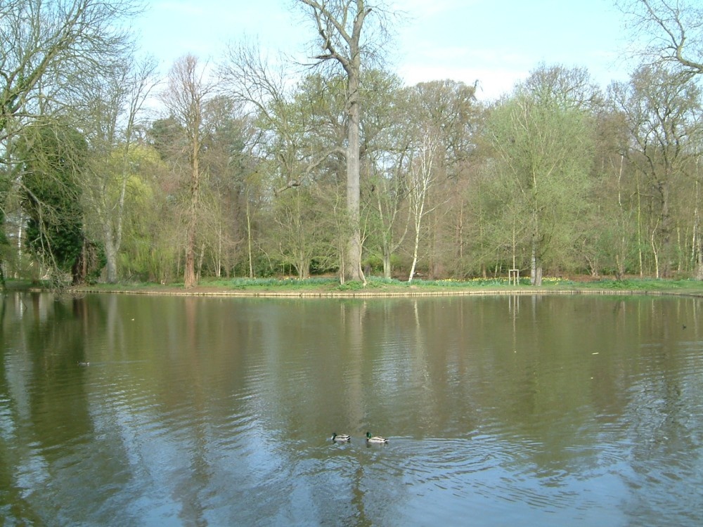 Lake in Bushey Park,
Near Hampton Court, London